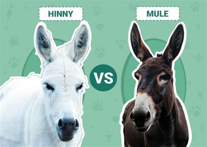 What is the Difference Between Mule and Hinny